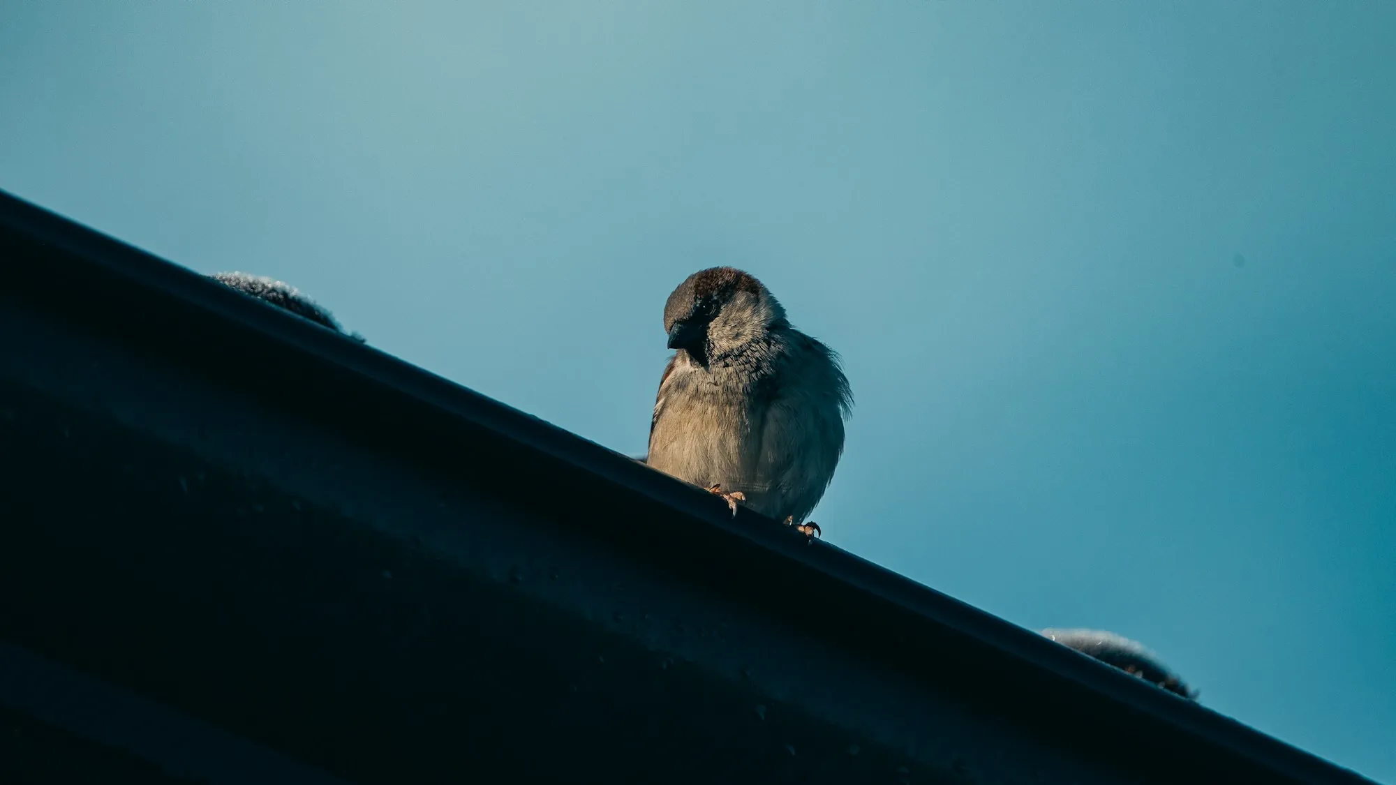 Sparrow sitting on a roof edge against blue sky